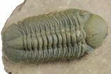 Detailed Reedops Trilobite - Lghaft, Morocco #348413-2